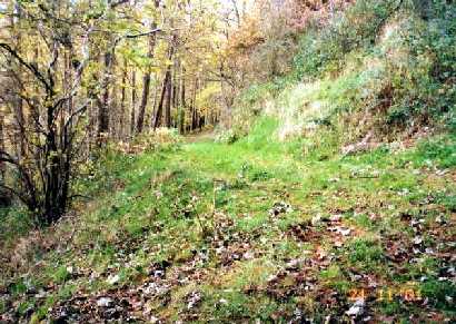 Green lane through the woods just north of Llangedwyn, Wales