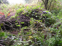 Decaying Rover or Wolsey in the undergrowth