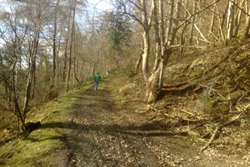 woods north of Llangedwyn 