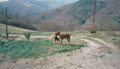 The view of the mountains from Can Pacreu, Prats de Mollo