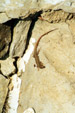 A lizard crawls out of the wall of Can Pacreu, Prats de Mollo