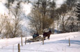 horse drawn sledge a traditional way of life in Gorzanka, south east Poland 