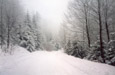 picture post card snow scene on a forest trail in mid winter in south east Poland