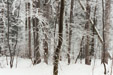Snow scene in the woods south east Poland