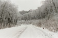 Snow scene in the woods south east Poland