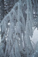 Icicles on the trees just outside Gorzanka in Sothern Poland