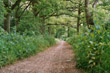 the green lane through essenden woods