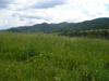 Summer meadows in the rolling hills near Gorzanka