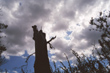 Arty shot of tree in Herts