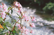 River Rib in Hertfordshire