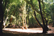 Mymmshall woods, south Hertfordshire