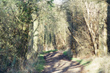 Mymmshall woods in south Hertfordshire
