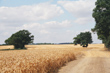 Hertfordshire fields near Much Hadham