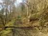woods north of Llangedwyn 